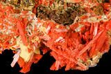 Bright Orange Crocoite Crystal Cluster - Tasmania #171729-1